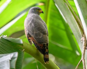 Preview wallpaper roadside hawk, hawk, bird, predator