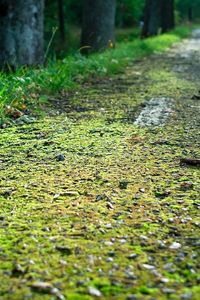 Preview wallpaper roadside, road, edge, moss, asphalt, grass