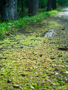 Preview wallpaper roadside, road, edge, moss, asphalt, grass