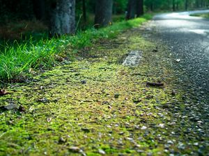 Preview wallpaper roadside, road, edge, moss, asphalt, grass