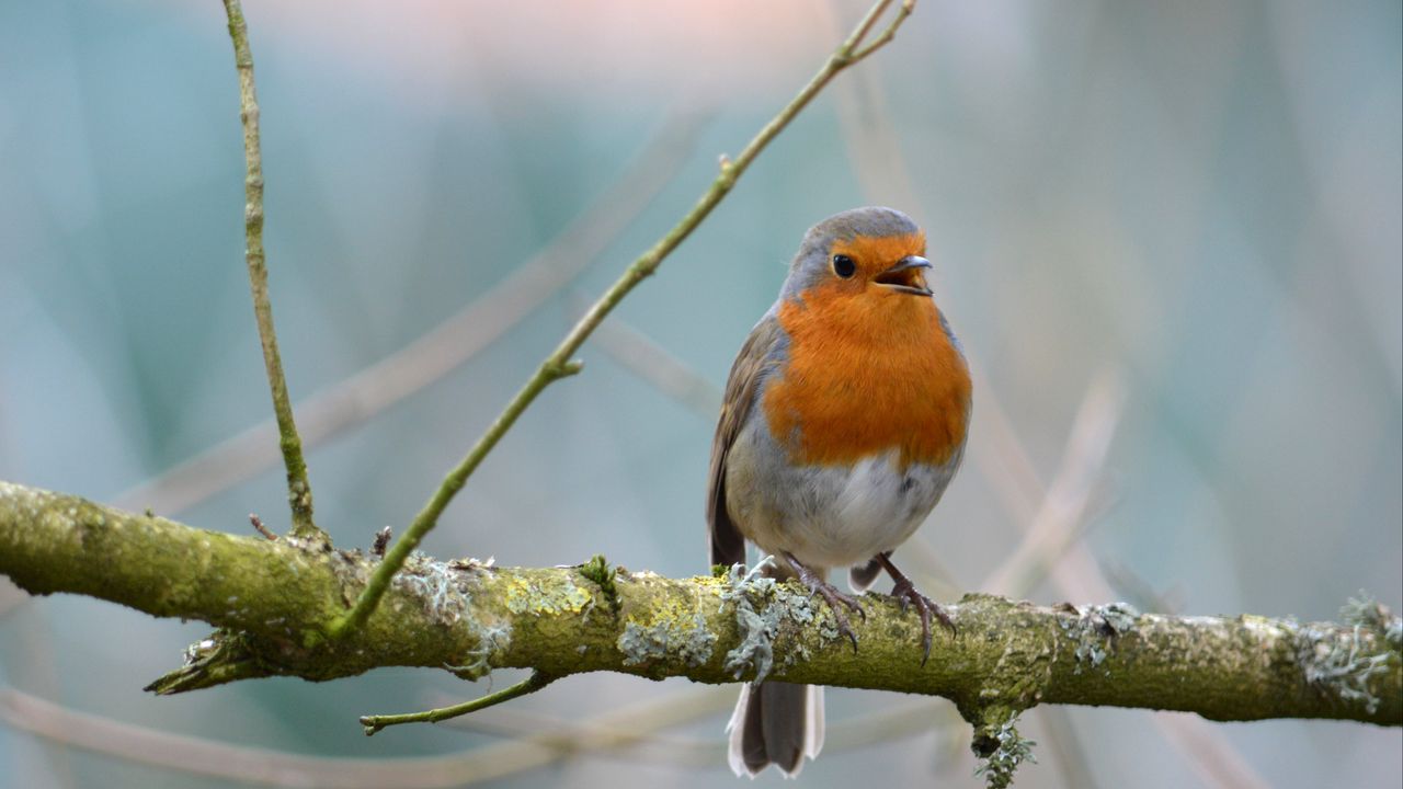 Wallpaper robin, bird, branch, wildlife