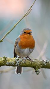 Preview wallpaper robin, bird, branch, wildlife