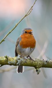 Preview wallpaper robin, bird, branch, wildlife