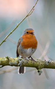 Preview wallpaper robin, bird, branch, wildlife