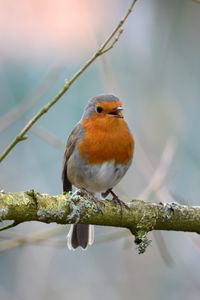 Preview wallpaper robin, bird, branch, wildlife