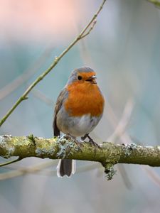 Preview wallpaper robin, bird, branch, wildlife