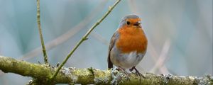 Preview wallpaper robin, bird, branch, wildlife