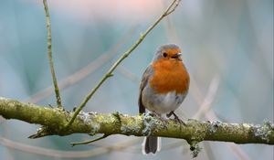 Preview wallpaper robin, bird, branch, wildlife