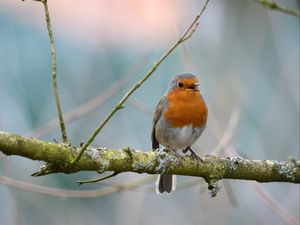 Preview wallpaper robin, bird, branch, wildlife