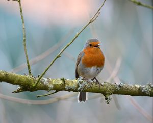 Preview wallpaper robin, bird, branch, wildlife