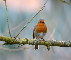 Preview wallpaper robin, bird, branch, wildlife