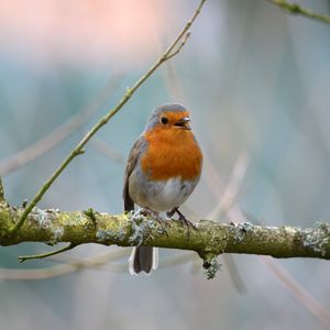 Preview wallpaper robin, bird, branch, wildlife