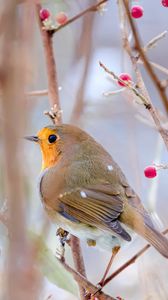 Preview wallpaper robin, bird, branch, wildlife, blur