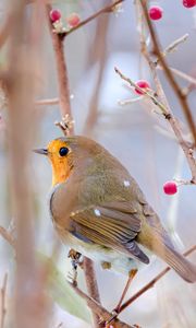 Preview wallpaper robin, bird, branch, wildlife, blur