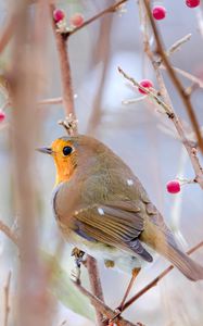 Preview wallpaper robin, bird, branch, wildlife, blur