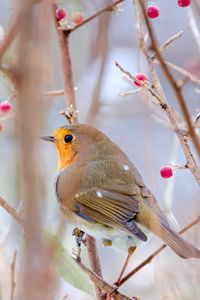 Preview wallpaper robin, bird, branch, wildlife, blur