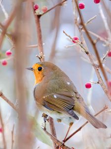 Preview wallpaper robin, bird, branch, wildlife, blur