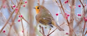 Preview wallpaper robin, bird, branch, wildlife, blur