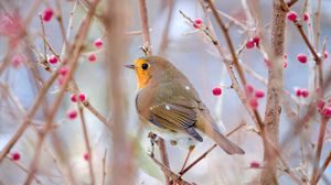 Preview wallpaper robin, bird, branch, wildlife, blur