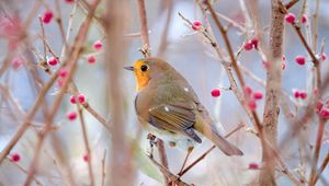 Preview wallpaper robin, bird, branch, wildlife, blur