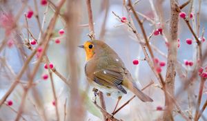 Preview wallpaper robin, bird, branch, wildlife, blur