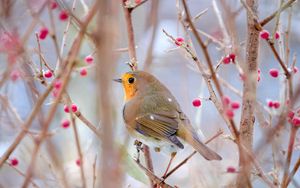 Preview wallpaper robin, bird, branch, wildlife, blur