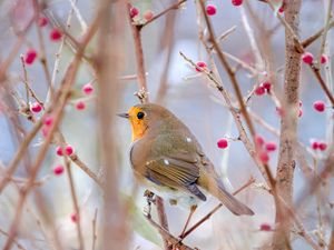 Preview wallpaper robin, bird, branch, wildlife, blur