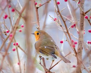 Preview wallpaper robin, bird, branch, wildlife, blur