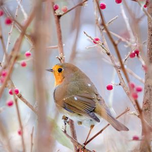 Preview wallpaper robin, bird, branch, wildlife, blur