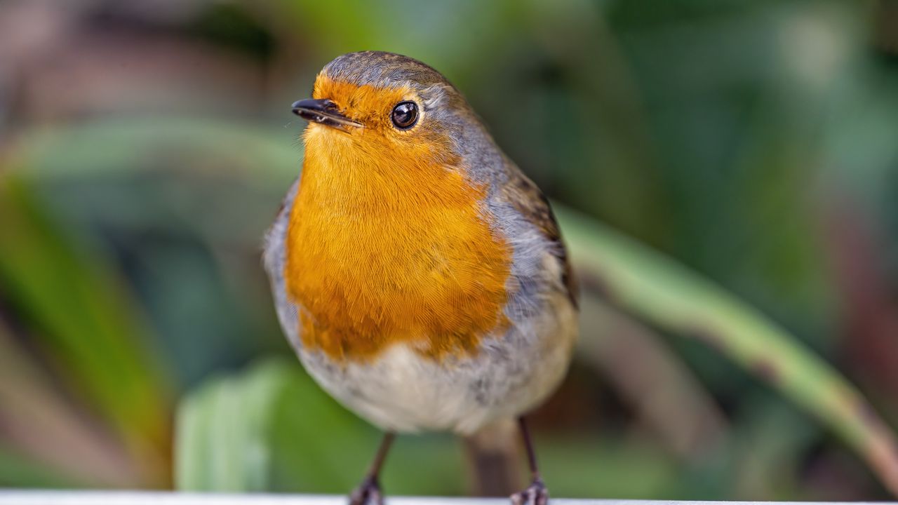 Wallpaper robin, bird, wildlife, blur