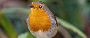 Preview wallpaper robin, bird, wildlife, blur