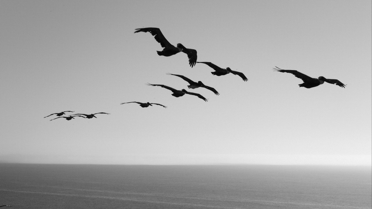 Wallpaper rock, bird, bw, water