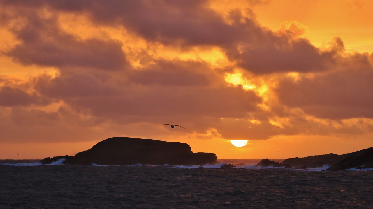 Wallpaper rock, bird, sea, sunset, nature