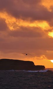 Preview wallpaper rock, bird, sea, sunset, nature