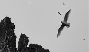 Preview wallpaper rock, birds, flight, sky, nature