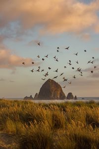 Preview wallpaper rock, block, birds, grass