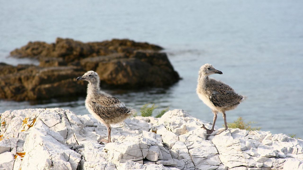 Wallpaper rock, chicks, sea