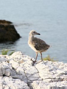 Preview wallpaper rock, chicks, sea