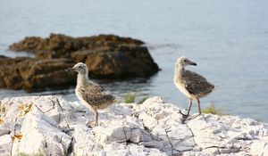 Preview wallpaper rock, chicks, sea