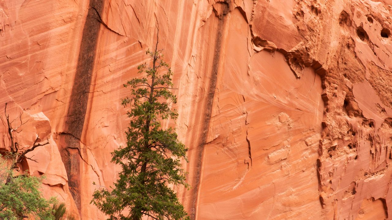 Wallpaper rock, cliff, tree, nature