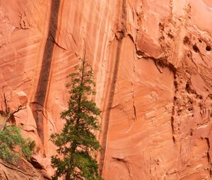 Preview wallpaper rock, cliff, tree, nature