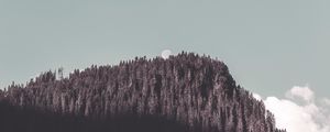 Preview wallpaper rock, forest, trees, shadow, moon, landscape