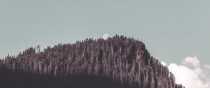 Preview wallpaper rock, forest, trees, shadow, moon, landscape