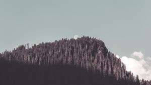 Preview wallpaper rock, forest, trees, shadow, moon, landscape