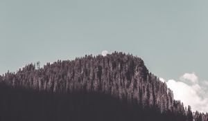 Preview wallpaper rock, forest, trees, shadow, moon, landscape