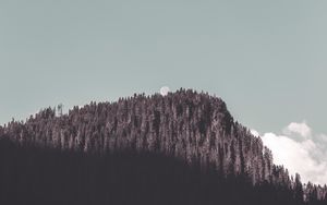 Preview wallpaper rock, forest, trees, shadow, moon, landscape