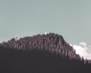 Preview wallpaper rock, forest, trees, shadow, moon, landscape