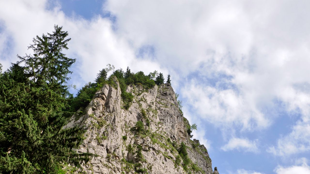 Wallpaper rock, forest, trees