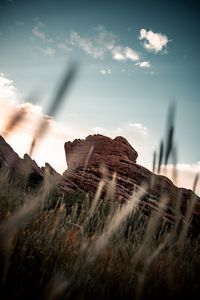 Preview wallpaper rock, grass, plants, ears