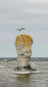 Preview wallpaper rock, sea, bird, flight, nature